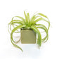 Avocado Green Ceramic Cube Container with Custom Tillandsia Air Plant