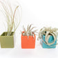 Set of 3 Ceramic Cube Containers with Custom Tillandsia Air Plants / Avocado Green + Sky Blue + Naranja Orange