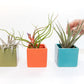 Set of 3 Ceramic Cube Containers with Custom Tillandsia Air Plants / Avocado Green + Sky Blue + Naranja Orange