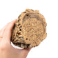 Natural Cork Bark Planters with Assorted Tillandsia Air Plants