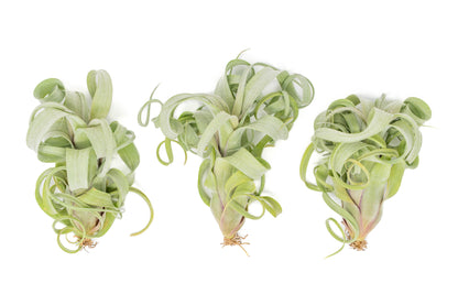 Tillandsia Curly Slim (T. Intermedia x T. Streptophylla) Air Plant