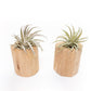 Set of 2 Large Driftwood Containers with Custom Tillandsia Air Plants