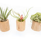 Set of 3 Large Driftwood Containers with Custom Tillandsia Air Plants