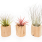Set of 3 Large Driftwood Containers with Custom Tillandsia Air Plants