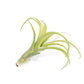 Tillandsia Flabellata Air Plants