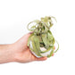 White Geometric Ceramic Container with Assorted Tillandsia Air Plant