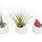 Trio of White Geometric Ceramic Containers with Custom Tillandsia Air Plants