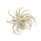 Tillandsia Harrisii Air Plants