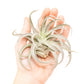 Large Tillandsia Air Plant Variety - Set of 10, 15, or 20 - 40% Off