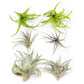 SALE - The Inca Collection of Tillandsia Air Plants - Sets of 9 or 18 - 30% Off
