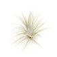 SALE - The Yucatan Collection of Tillandsia Air Plants - Set of 10 or 20 - 50% Off