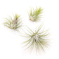 SALE - Tillandsia Ionantha Guatemala Air Plants - Set of 10, 20 or 50 Air Plants - 70% Off