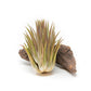 SALE - Tillandsia Ionantha Guatemala "Macho" Air Plants - Set of 5 or 10 - 30% Off