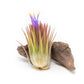Tillandsia Ionantha Guatemala "Macho" Air Plant