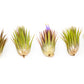 SALE - Tillandsia Ionantha Guatemala "Macho" Air Plants - Set of 5 or 10 - 30% Off