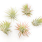 SALE - Tillandsia Ionantha Rubra Air Plants - Set of 10 or 20 - 40% Off