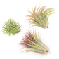 SALE - Large Tillandsia Ionantha Rubra Air Plants - Set of 10 or 20 - 40% Off