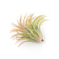 SALE - Large Tillandsia Ionantha Rubra Air Plants - Set of 10 or 20 - 40% Off