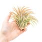 SALE - XL Tillandsia Ionantha Rubra Air Plants - Set of 10 or 20 - 40% Off