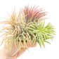 SALE - XL Tillandsia Ionantha Rubra Air Plants - Set of 10 or 20 - 40% Off