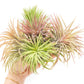 SALE - XL Tillandsia Ionantha Rubra Air Plants - Set of 10 or 20 - 40% Off