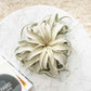 Spectacular Jumbo Tillandsia Xerographica / 8+ Inches Wide