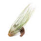 SALE - The Yucatan Collection of Tillandsia Air Plants - Set of 10 or 20 - 50% Off