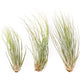 Tillandsia Juncea Air Plants