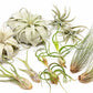 Large Tillandsia Air Plant Variety - Set of 10, 15, or 20 - 40% Off