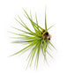 SALE - Tillandsia Melanocrater Tricolor Air Plants - Set of 10, 20 or 30 - 70% Off