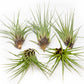 SALE - Tillandsia Melanocrater Tricolor Air Plants - Set of 10, 20 or 30 - 70% Off