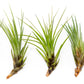 Tillandsia Melanocrater Tricolor Air Plants