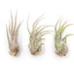 [IN BLUSH NOW!] Tillandsia Pruinosa Air Plants