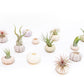 Green Urchin with Tillandsia Air Plant