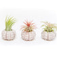 Gift Wrapped Sputnik Urchins with Tillandsia Air Plants