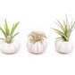 Purple Urchin with Tillandsia Air Plant - Set of 3, 6 or 9