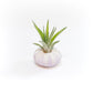 Gift Wrapped Purple Urchins with Tillandsia Air Plants