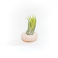 Pink Urchins with Tillandsia Air Plants - Set of 3