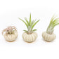 Green Urchins with Tillandsia Air Plants - Set of 1, 3 or 5