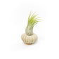 Green Urchin with Tillandsia Air Plant