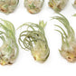 SALE - Tillandsia Seleriana Air Plants