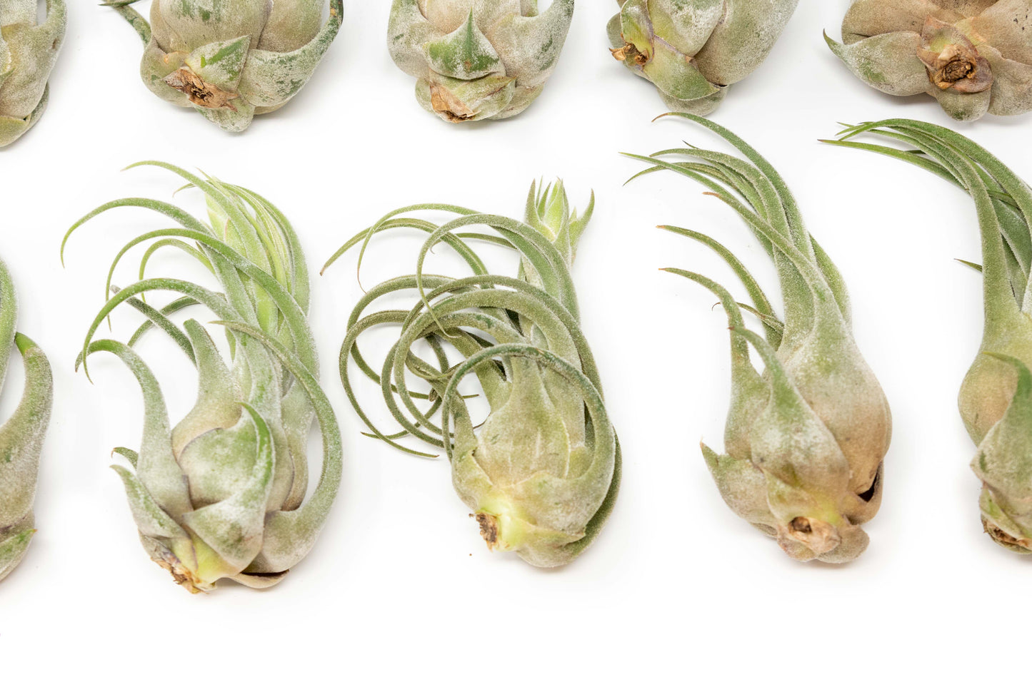 SALE - Tillandsia Seleriana Air Plants