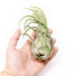 SALE - Tillandsia Seleriana Air Plants