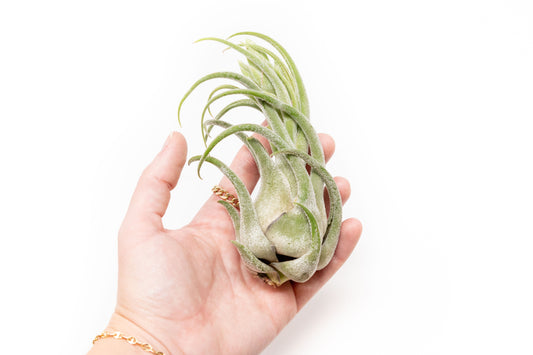 SALE - Tillandsia Seleriana Air Plants