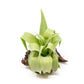 SALE - Tillandsia Streptophylla Air Plants - Set of 3 or 6 - 30% Off