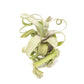 Tillandsia Streptophylla Air Plants  - Multiple Sizes