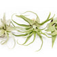 SALE - Tillandsia Streptophylla Air Plants - Set of 3 or 6 - 30% Off