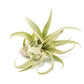 Tillandsia Streptophylla Air Plants  - Multiple Sizes