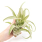 Tillandsia Streptophylla Air Plants  - Multiple Sizes