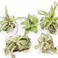 SALE - Tillandsia Streptophylla Air Plants - Set of 3 or 6 - 30% Off